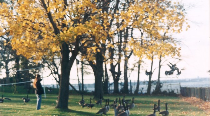 peaceful View of the lake…